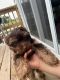 Yorkshire Terrier Puppies for sale in Shelbyville, TN 37160, USA. price: $850