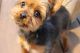 Yorkshire Terrier Puppies for sale in New Britain, CT, USA. price: NA