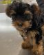 Yorkshire Terrier Puppies for sale in Bakersfield, CA, USA. price: $1,150