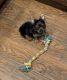 Yorkshire Terrier Puppies for sale in Dallas, TX, USA. price: $800