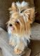 Yorkshire Terrier Puppies for sale in Riverside, CA, USA. price: $800