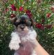 Yorkshire Terrier Puppies for sale in La Luz, NM 88337, USA. price: $3,500