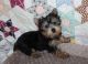 Yorkshire Terrier Puppies for sale in Stanton, MO 63079, USA. price: $1,500