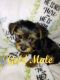 Yorkshire Terrier Puppies for sale in San Antonio, TX, USA. price: $400