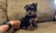 Yorkshire Terrier Puppies for sale in Florida City, FL, USA. price: $700