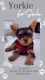 Yorkshire Terrier Puppies for sale in Pembroke Pines, FL, USA. price: NA