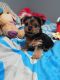 Yorkshire Terrier Puppies for sale in Grant, MI 49327, USA. price: $800