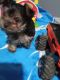 Yorkshire Terrier Puppies for sale in Grant, MI 49327, USA. price: $800