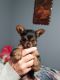 Yorkshire Terrier Puppies for sale in Grant, MI 49327, USA. price: $900