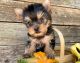 Yorkshire Terrier Puppies for sale in Alabama City, Gadsden, AL 35904, USA. price: $700