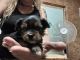 Yorkshire Terrier Puppies for sale in Spring City, TN 37381, USA. price: NA