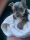 Yorkshire Terrier Puppies for sale in Riverside, CA, USA. price: $700