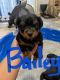 Yorkshire Terrier Puppies for sale in Fayetteville, NC 28314, USA. price: $2,000