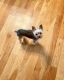 Yorkshire Terrier Puppies for sale in Milwaukee, WI, USA. price: $2,000