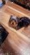 Yorkshire Terrier Puppies for sale in Pflugerville Estates Dr, Pflugerville, TX 78660, USA. price: $650