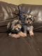 Yorkshire Terrier Puppies for sale in Lake Panasoffkee, FL 33538, USA. price: $1,200