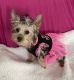Yorkshire Terrier Puppies for sale in Downey, CA, USA. price: $1,550