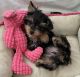 Yorkshire Terrier Puppies for sale in Downey, CA, USA. price: $1,750
