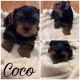 Yorkshire Terrier Puppies for sale in Portland, OR, USA. price: $800