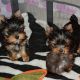 Yorkshire Terrier Puppies for sale in Los Angeles, CA 90003, USA. price: $500