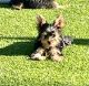 Yorkshire Terrier Puppies for sale in Glendale, AZ, USA. price: $1,000