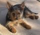 Yorkshire Terrier Puppies for sale in Glendale, AZ, USA. price: $1,400