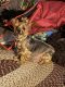 Yorkshire Terrier Puppies for sale in Greenville, PA 16125, USA. price: $100,000