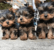Yorkshire Terrier Puppies for sale in Minnesota Ave NE, Washington, DC 20019, USA. price: $350
