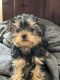 Yorkshire Terrier Puppies for sale in Pensacola, FL, USA. price: NA