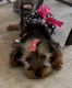 Yorkshire Terrier Puppies for sale in Dalton, GA 30721, USA. price: NA
