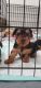 Yorkshire Terrier Puppies for sale in Charlotte, NC, USA. price: $600