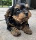 Yorkshire Terrier Puppies for sale in Glen Allen, VA, USA. price: $1,000
