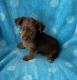 Yorkshire Terrier Puppies for sale in Downey, CA, USA. price: $1,500