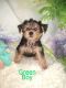 Yorkshire Terrier Puppies for sale in Afton, VA 22920, USA. price: $800