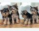 Yorkshire Terrier Puppies for sale in Fort Lauderdale, FL 33312, USA. price: $1,500