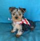 Yorkshire Terrier Puppies for sale in Paris, TN 38242, USA. price: NA
