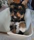 Yorkshire Terrier Puppies for sale in Ohio City, OH 45874, USA. price: NA