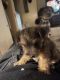 Yorkshire Terrier Puppies for sale in 1445 Lonsdale Rd, Columbus, OH 43232, USA. price: $800