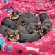 Yorkshire Terrier Puppies for sale in Beresford, SD 57004, USA. price: NA