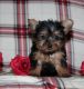 Yorkshire Terrier Puppies for sale in New York, NY, USA. price: $680
