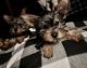 Yorkshire Terrier Puppies for sale in Hope Mills, NC, USA. price: $700