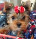 Yorkshire Terrier Puppies for sale in Highland, CA, USA. price: NA