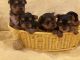 Yorkshire Terrier Puppies for sale in Carmichael, CA, USA. price: NA