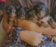 Yorkshire Terrier Puppies for sale in Akron, OH, USA. price: $2,000