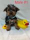 Yorkshire Terrier Puppies for sale in Reading, PA, USA. price: $600