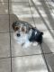 Yorkshire Terrier Puppies for sale in Willow Springs, CA 93560, USA. price: NA