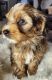 Yorkshire Terrier Puppies for sale in Dickinson, TX 77539, USA. price: NA