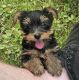 Yorkshire Terrier Puppies for sale in Glen Allen, VA, USA. price: $100,000