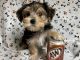 Yorkshire Terrier Puppies for sale in Jonestown, TX, USA. price: $1,400