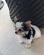 Yorkshire Terrier Puppies for sale in Waxahachie, TX, USA. price: NA